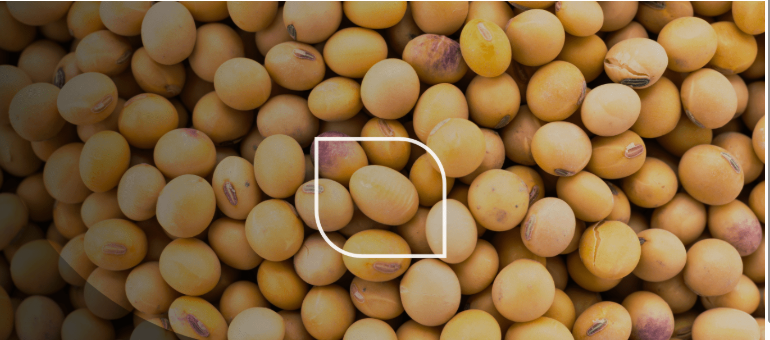 Історична аналогія: соєві боби vs біткоін Історична аналогія: соєві боби vs біткоін