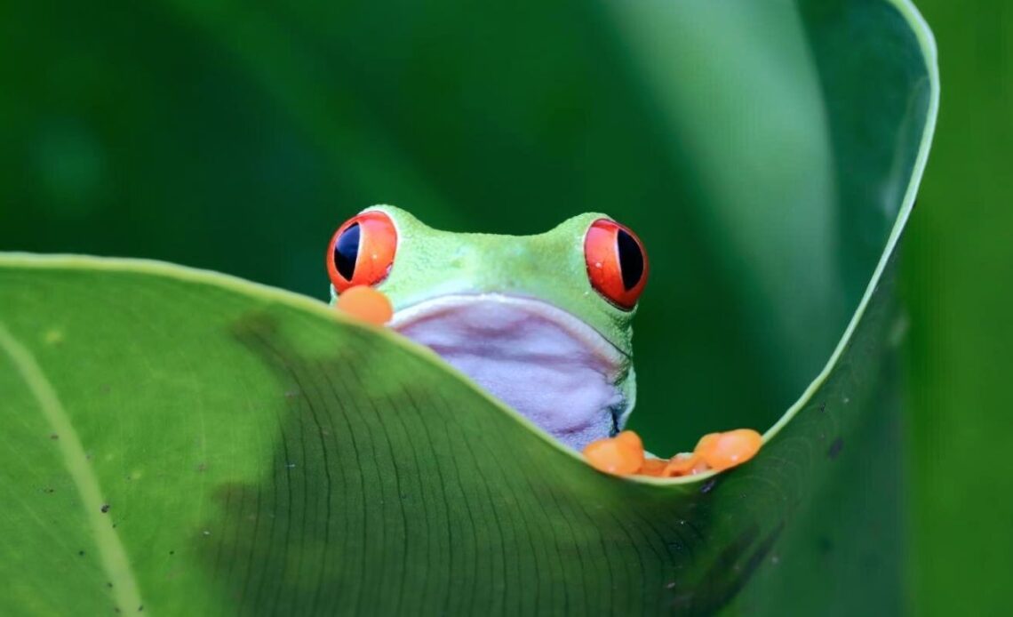 Лягушки победили рак?